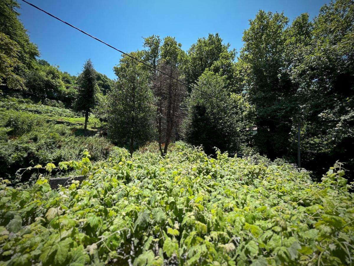 Hotel Λευκή Καμέλια à Anilio Pelion Extérieur photo