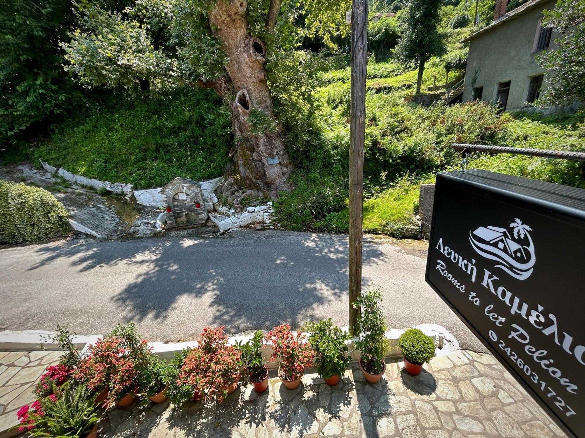 Hotel Λευκή Καμέλια à Anilio Pelion Extérieur photo